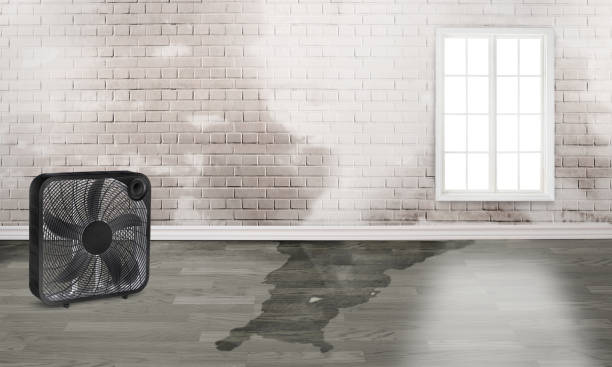 Best 24/7 water damage repair  in Burt, MI